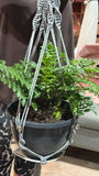 Macrame plant hanger
